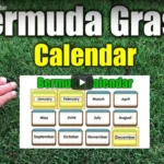 When to Apply Pre Emergent for Bermuda Grass: Best Timing and Tips for Success