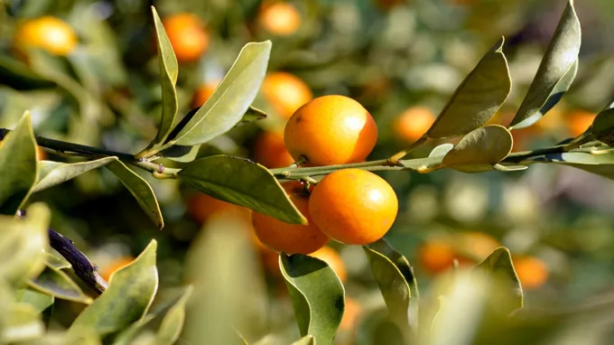 when to fertilize citrus in arizona