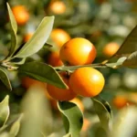 When to Fertilize Citrus in Arizona for a Healthy Harvest