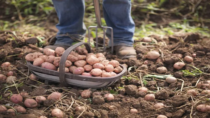 when to grow potatoes in georgia