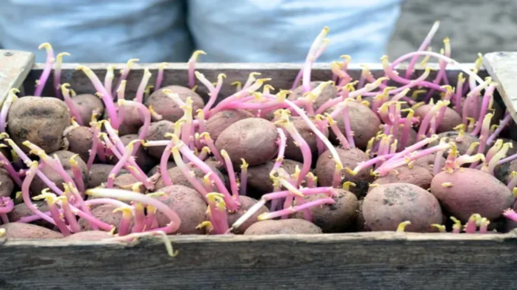 When to Grow Potatoes in Georgia: Best Timing and Tips for Successful Gardening