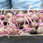 When to Grow Potatoes in Georgia: Best Timing and Tips for Successful Gardening