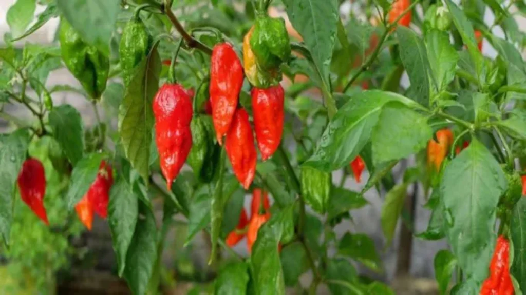 When to Harvest Ghost Peppers: Expert Tips for Picking the Perfect Spice