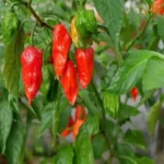 When to Harvest Ghost Peppers: Expert Tips for Picking the Perfect Spice