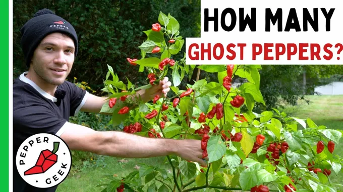 when to harvest ghost peppers