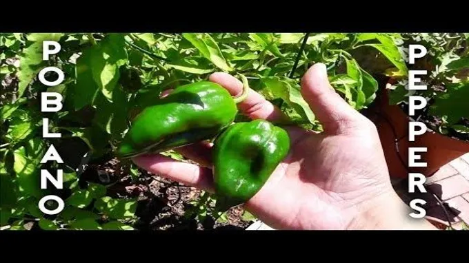 when to harvest poblano peppers