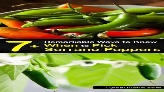 when to harvest serrano peppers