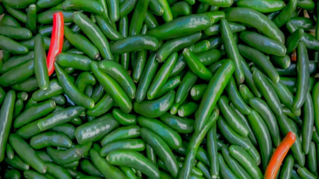 When to Harvest Serrano Peppers for Optimal Flavor and Heat