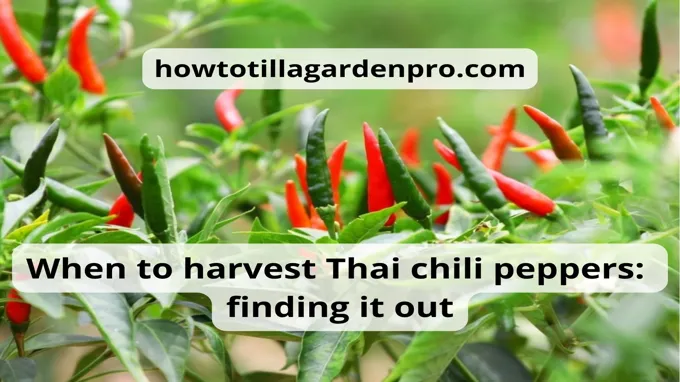 when to harvest thai peppers