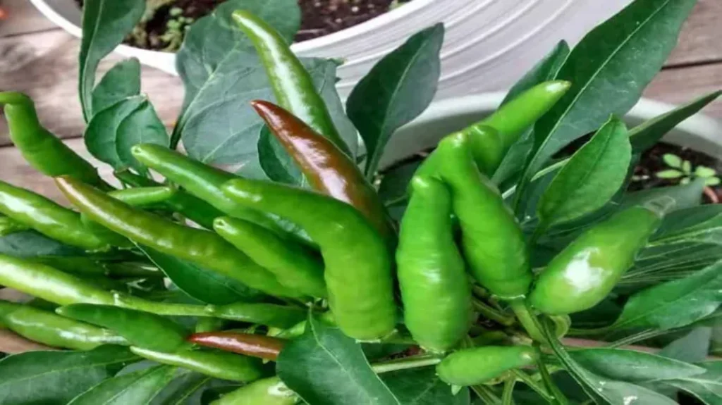 When to Harvest Thai Peppers: A Guide to the Perfect Time for Picking