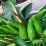 When to Harvest Thai Peppers: A Guide to the Perfect Time for Picking