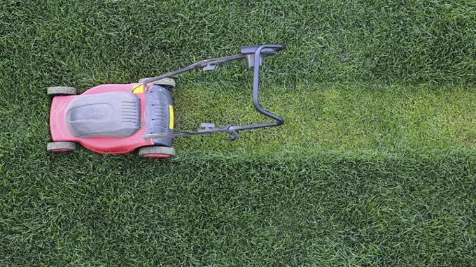 when to mow lawn after fertilizing