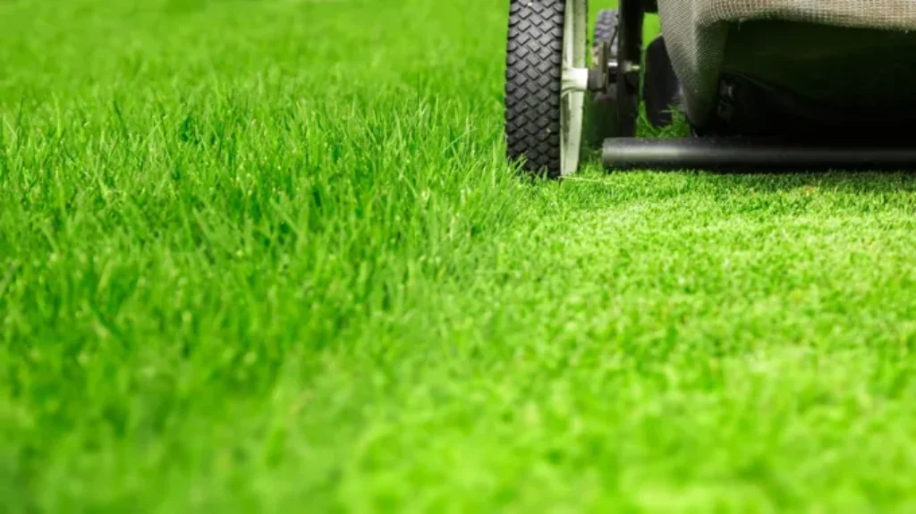 When to Mow Lawn After Fertilizing for Optimal Growth