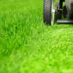 When to Mow Lawn After Fertilizing for Optimal Growth