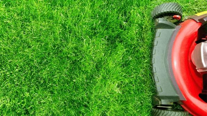 when to mow new grass seedlings