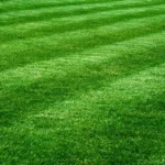 When to Mow New Grass Seedlings: A Complete Guide for Healthy Lawn Maintenance