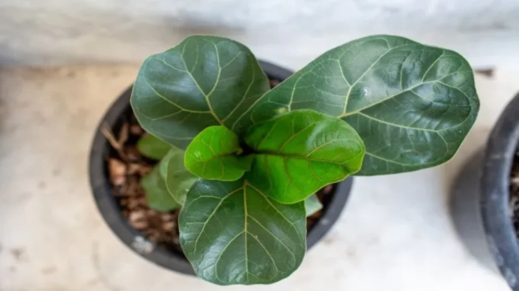 When to Notch Fiddle Leaf Fig for Propagation: A Step-by-Step Guide