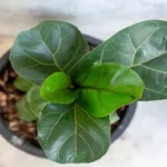 When to Notch Fiddle Leaf Fig for Propagation: A Step-by-Step Guide