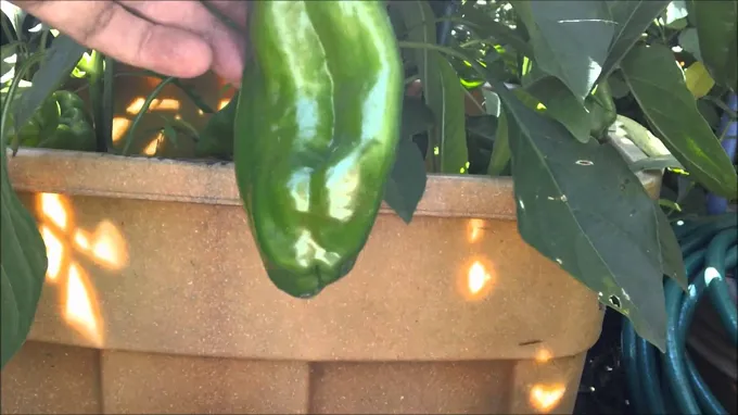 when to pick giant marconi peppers