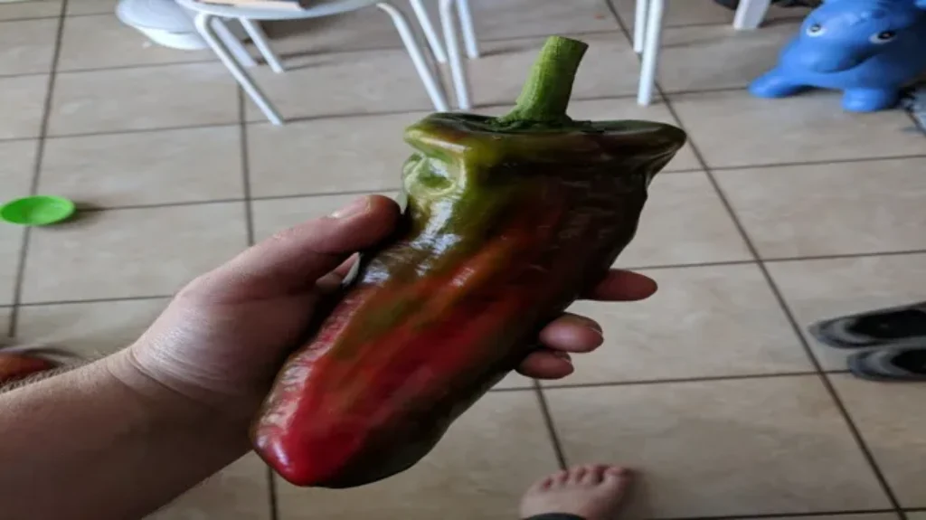 When to Pick Giant Marconi Peppers for Maximum Flavor and Growth