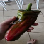 When to Pick Giant Marconi Peppers for Maximum Flavor and Growth