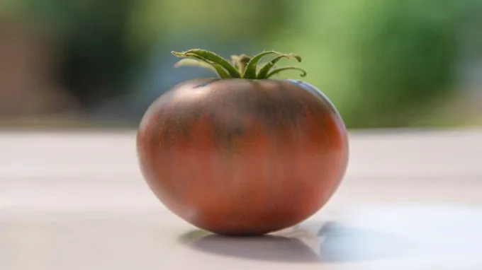 when to pick purple cherokee tomatoes