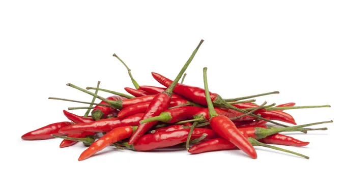 when to pick tabasco peppers