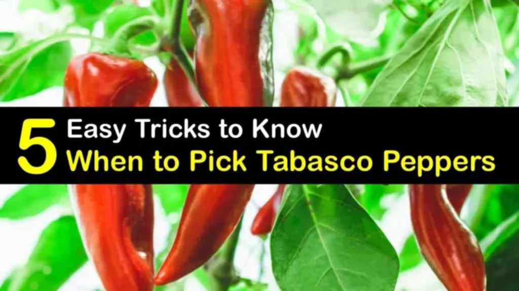 When to Pick Tabasco Peppers for Optimal Flavor and Heat