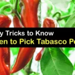 When to Pick Tabasco Peppers for Optimal Flavor and Heat