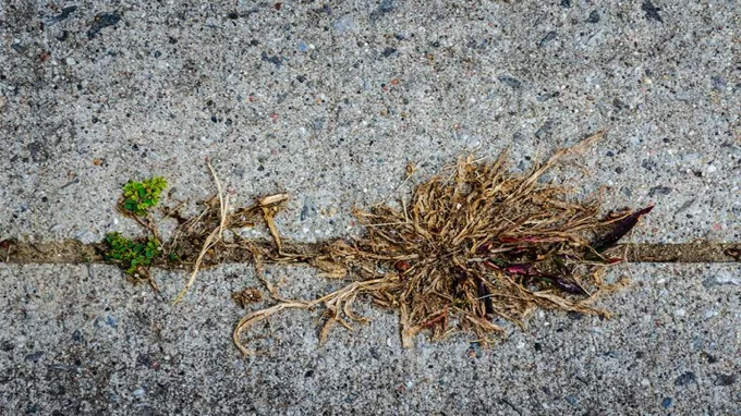 when to plant after roundup