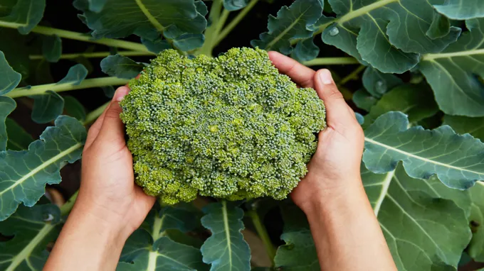 when to plant broccoli in kansas