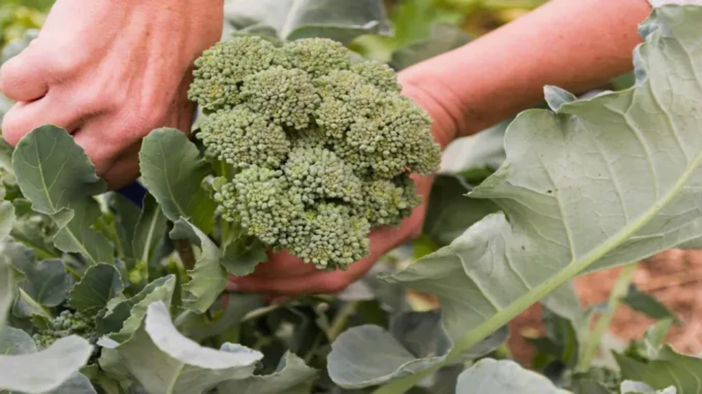 When to Plant Broccoli in Kansas for a Bountiful Harvest