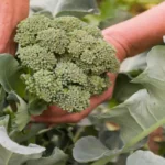 When to Plant Broccoli in Kansas for a Bountiful Harvest