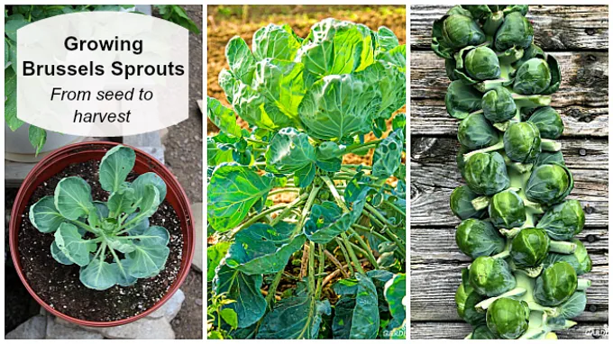 when to plant brussel sprouts in florida