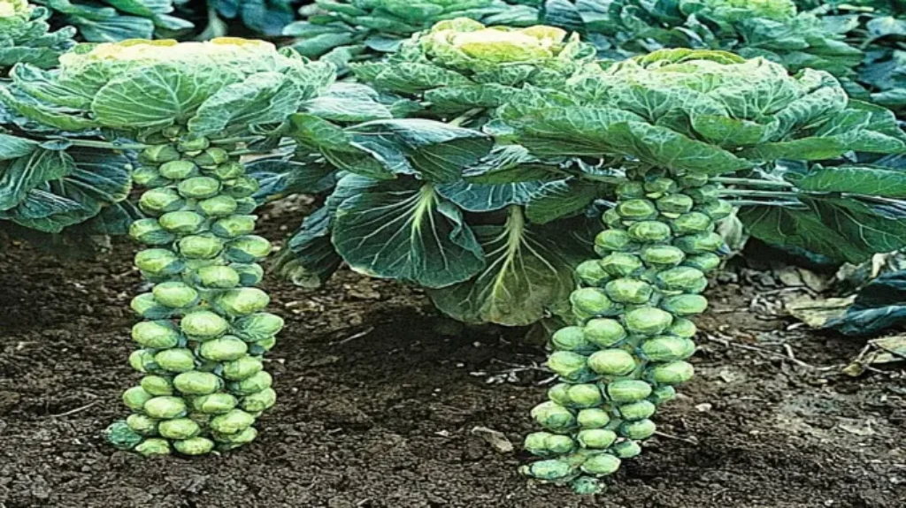 When to Plant Brussels Sprouts in Florida: A Guide for Successful Gardening