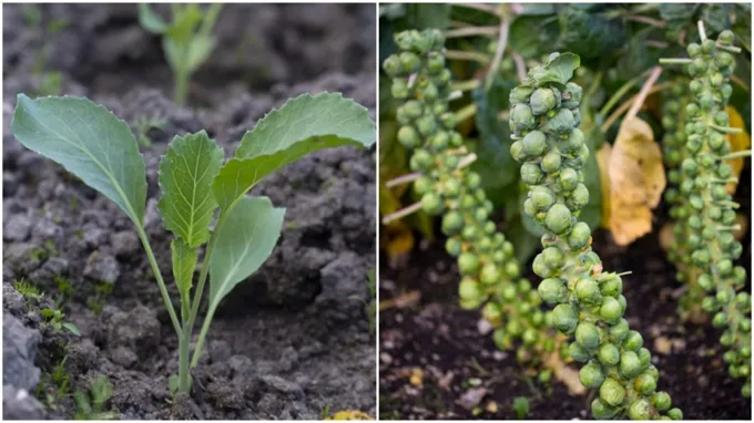 when to plant brussel sprouts in georgia