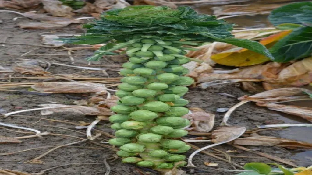 When to Plant Brussels Sprouts in Georgia for Healthy Harvests