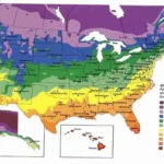 When to Plant Bulbs in Zone 5b for a Beautiful Spring Garden