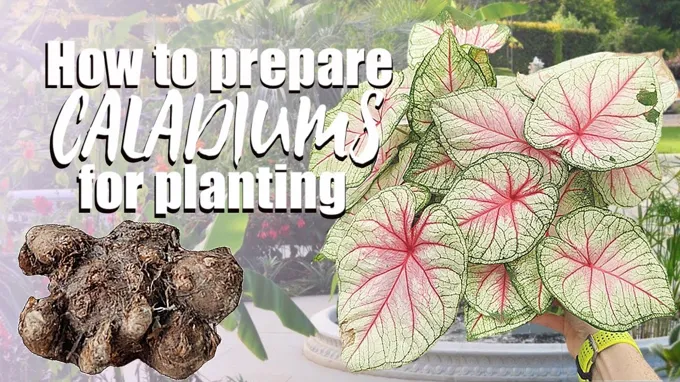 when to plant caladium bulbs in zone 7