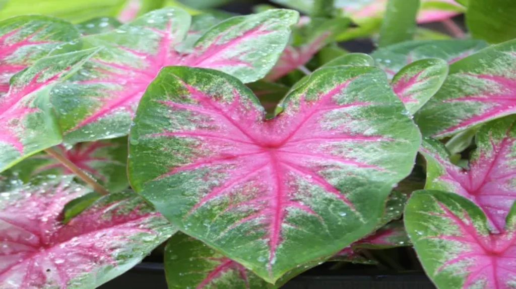 When to Plant Caladium Bulbs in Zone 7: A Complete Gardening Guide