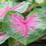 When to Plant Caladium Bulbs in Zone 7: A Complete Gardening Guide