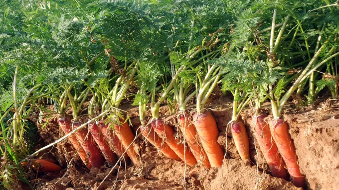 when to plant carrots in maryland