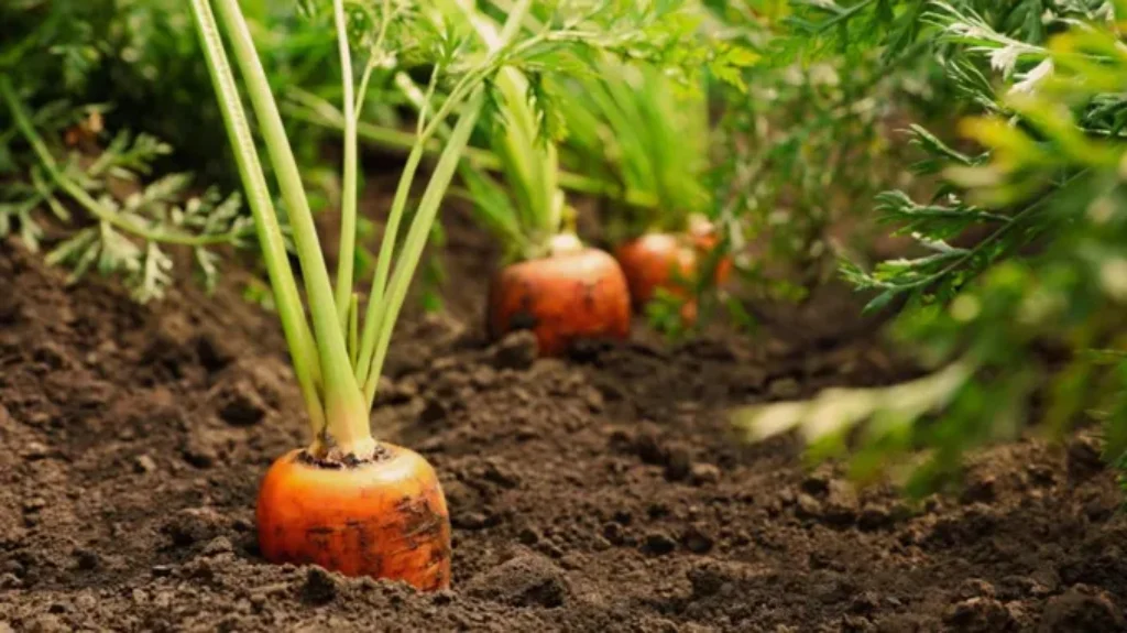 When to Plant Carrots in Maryland for a Bountiful Harvest