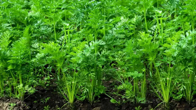 when to plant carrots in nc