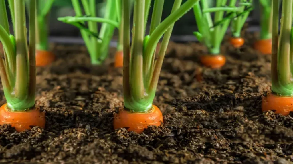 When to Plant Carrots in NC: Best Timing and Tips for Successful Growth