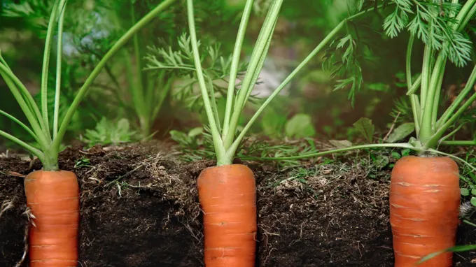 when to plant carrots in sc