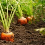 When to Plant Carrots in SC: A Guide to Growing Carrots in South Carolina