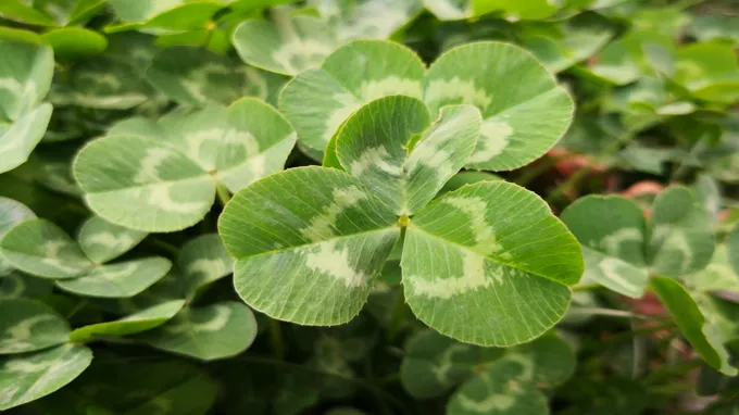 when to plant clover in sc