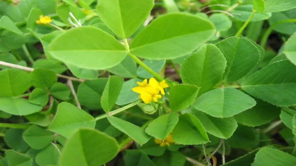 When to Plant Clover in SC for a Thriving Garden