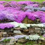 When to Plant Creeping Phlox Seeds for a Beautiful Garden